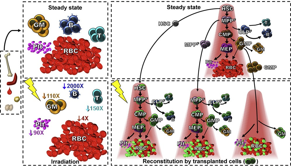 blood cell differentiation